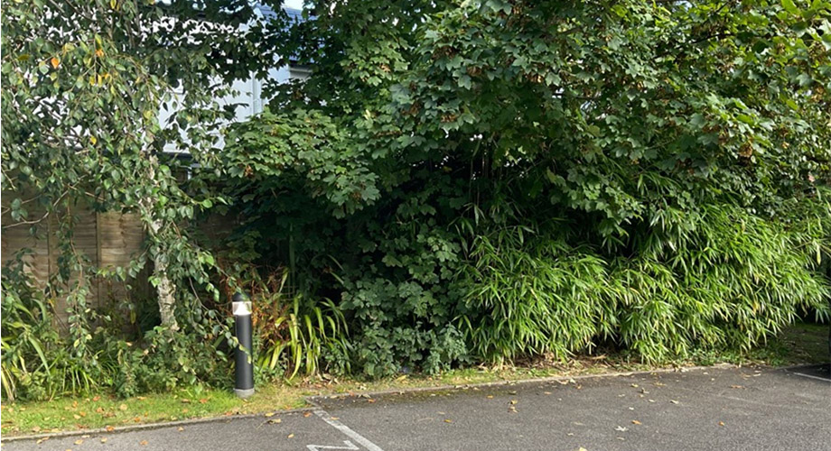 Bamboo compared to Japanese knotweed