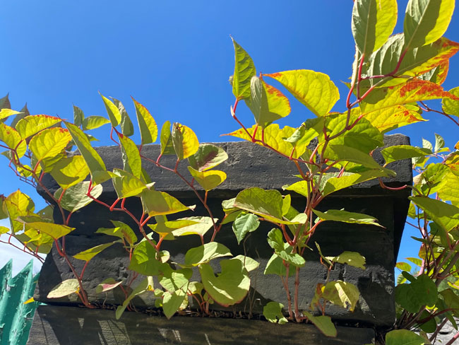 Japanese knotweed growing through a garden fence from a neighbouring property