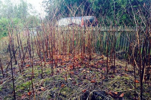 Dead brown Japanese knotweed canes in winter